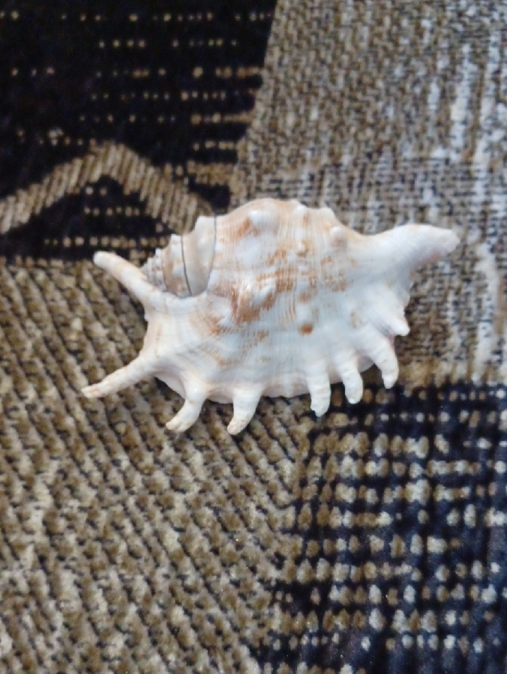 4/$40 Natural Spiky Sea Shell - White with Yellowish Brown Accents